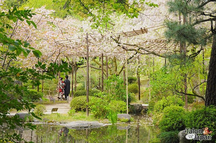 สวนฝั่งที่มีต้นซากุระมากมายภายในสวนด้านหลังศาลเจ้าเฮอัน