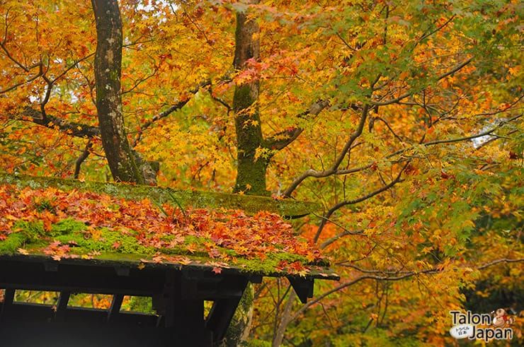 บรรยากาศช่วงใบไม้เปลี่ยนสีของเมืองคุโรคาวะ ออนเซน Kurokawa Onsen