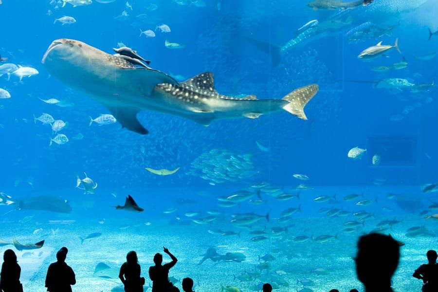 Okinawa-Churaumi-Aquarium,-Japan