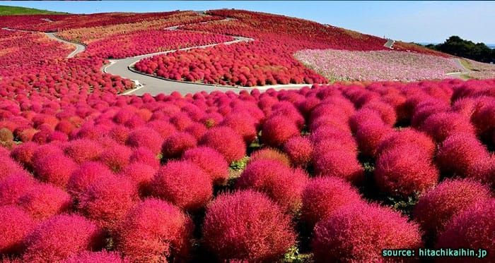 ทุ่งดอกโคเชียสีแดง
