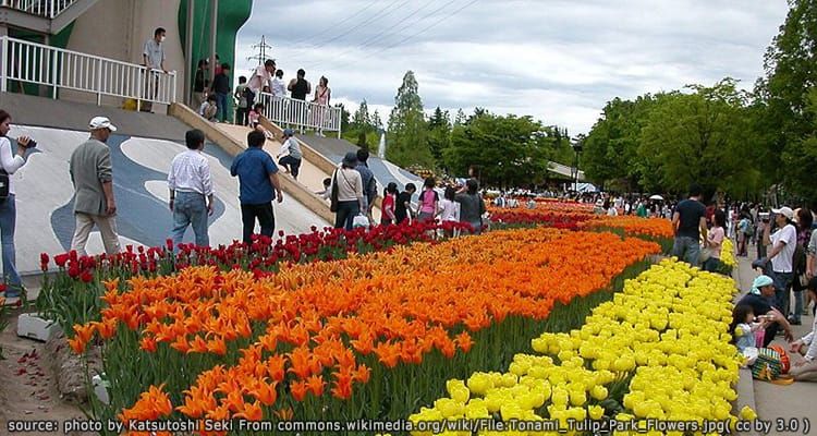 สวนทิวลิป โทนามิ