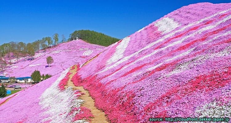 ทางเดินชมดอกชิบะซากุระ