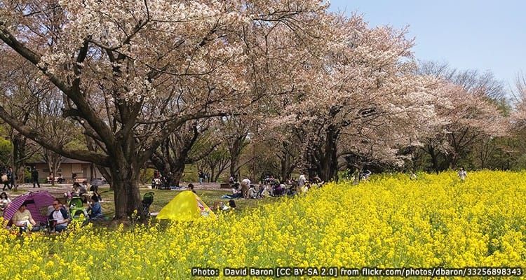 Showa Memorial Park