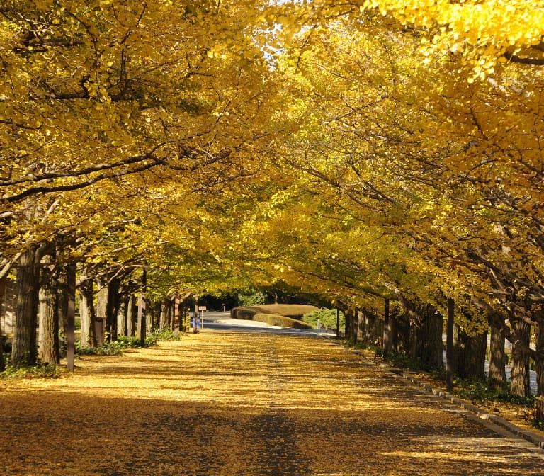 Showa-Kinen-Park