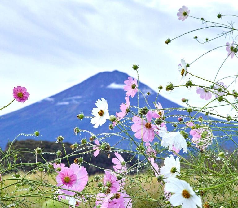 oishi-park