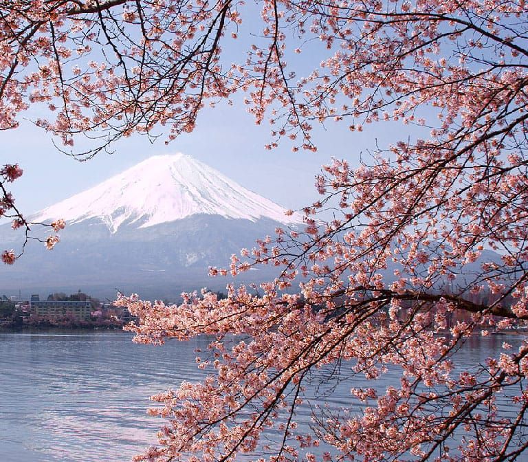 Fuji-Kawaguchiko-sakura