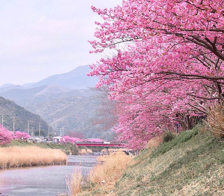 Kawazu River