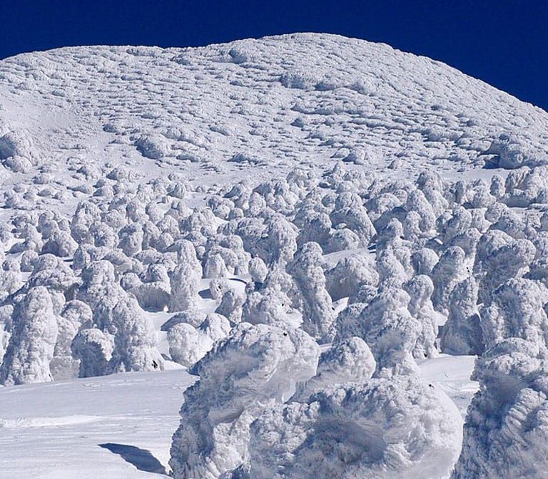 The Frost-Covered Trees of Hakkoda Mountains