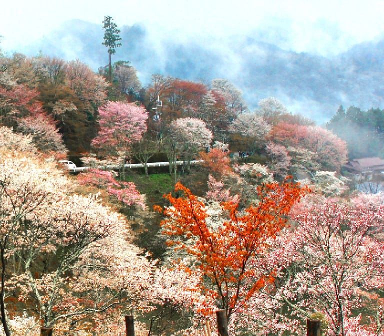 Yoshinoyama