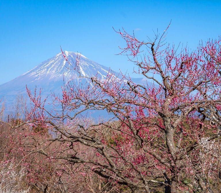 Iwamotoyama Park