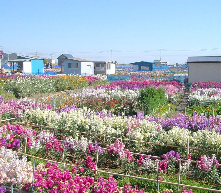 Minamiboso Flower Gardens