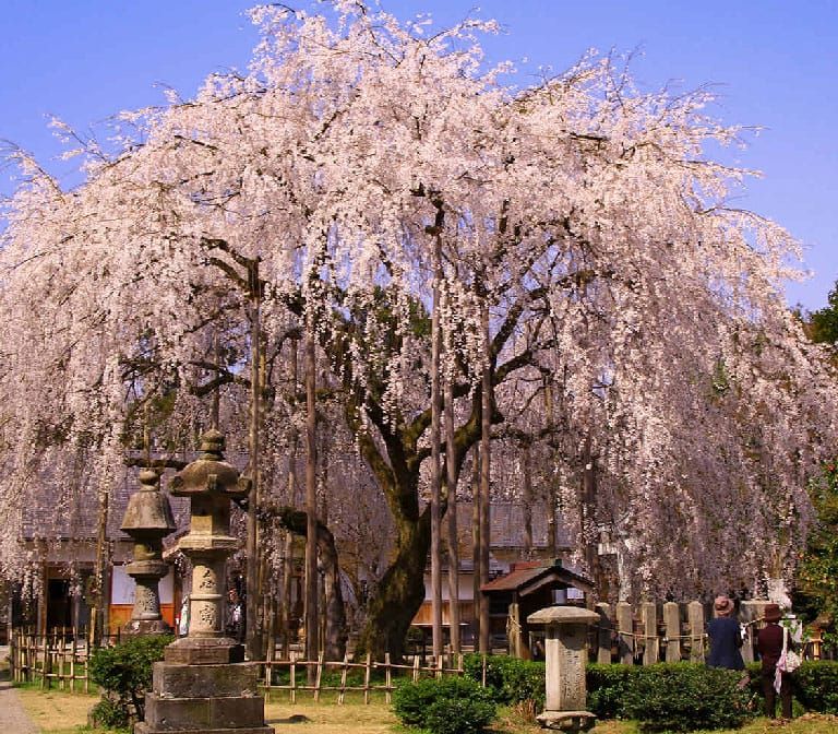 Asuwayama Park Fukui