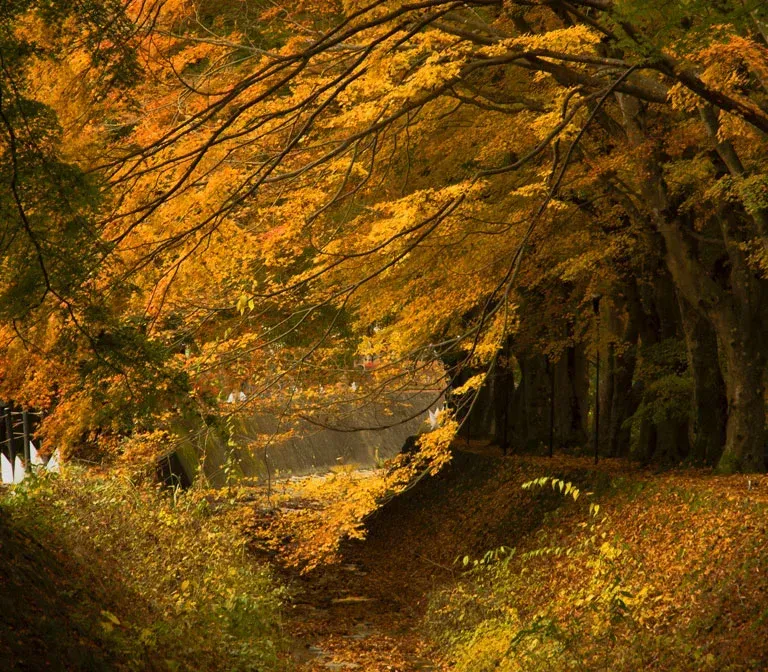 fuji-kawaguchiko-autumn-leaves-festival-2023-2