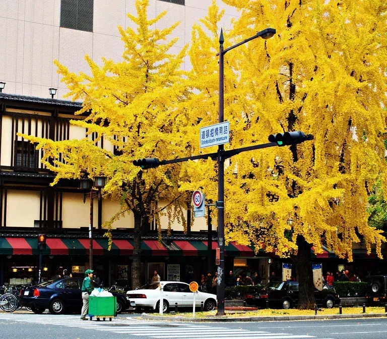 Midosuji Avenue