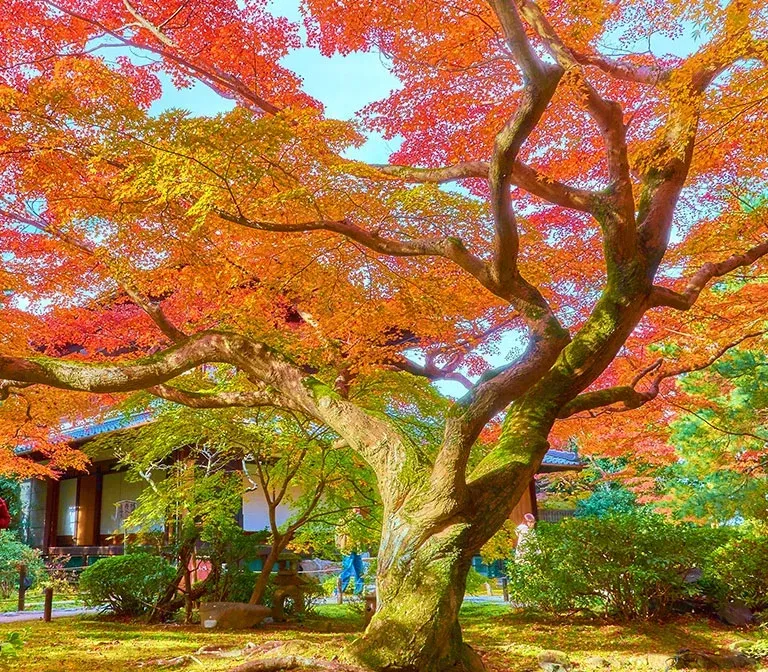 Shorenin Temple