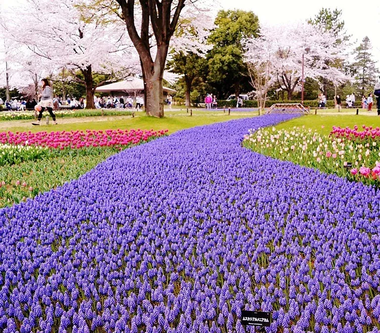 showa-kinen-park