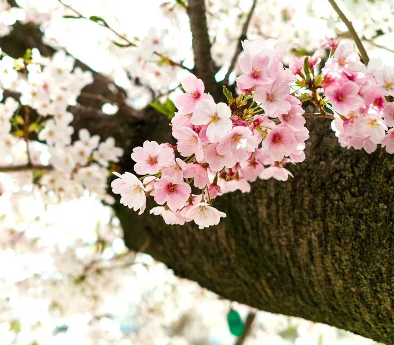 Ueno Park