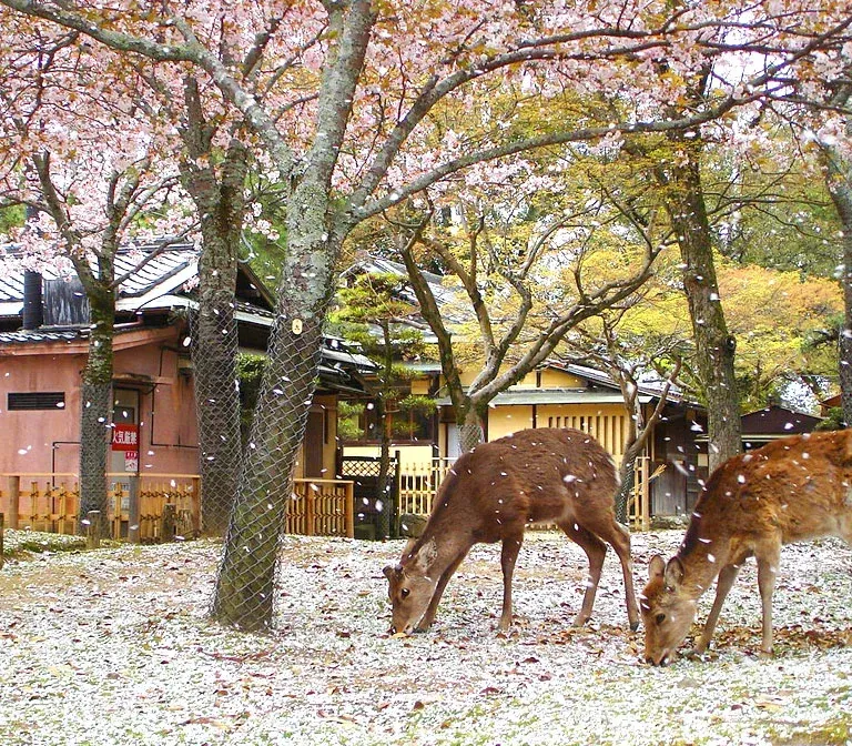 nara