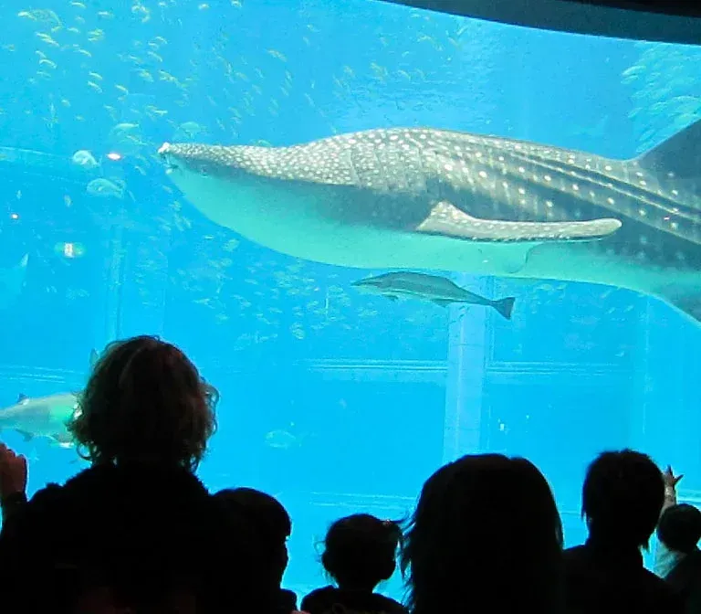 osaka-aquarium