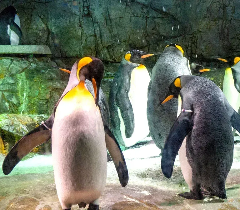 osaka-aquarium