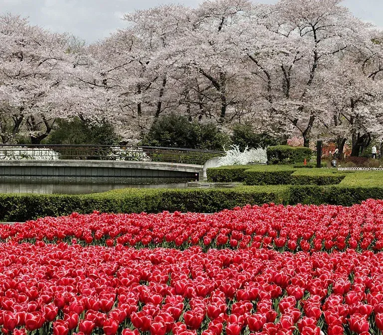 Hamamatsu Flower Park