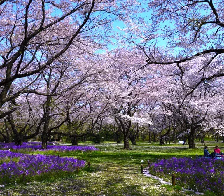 Showa Kinen Park