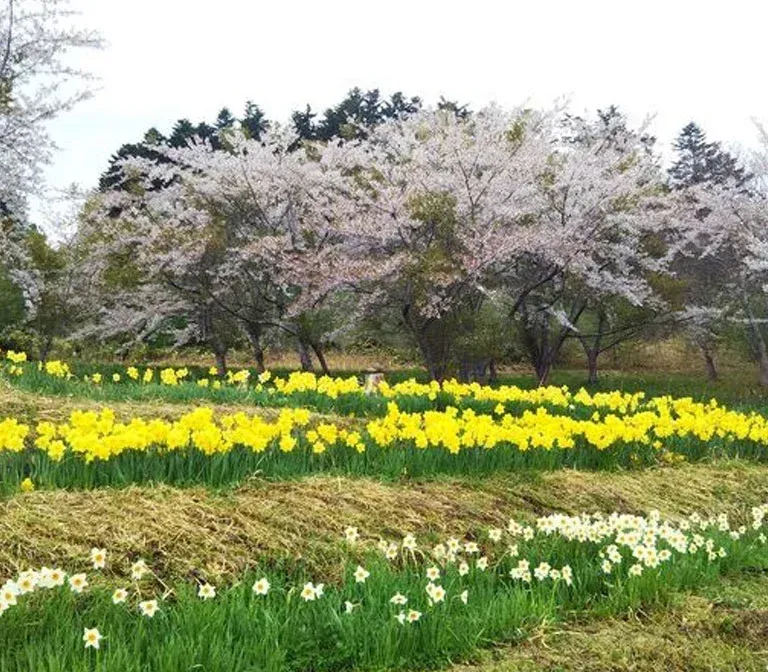 tamagawa-park-hokkaido