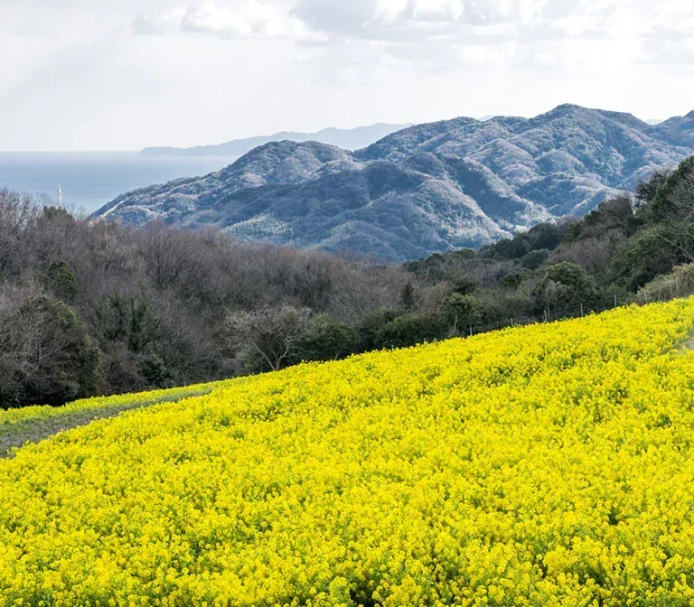 ทุ่งดอกไม้ Nanohana Awaji Flower Gallery