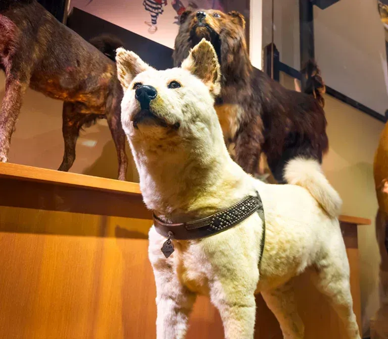 national-museum-nature-science
