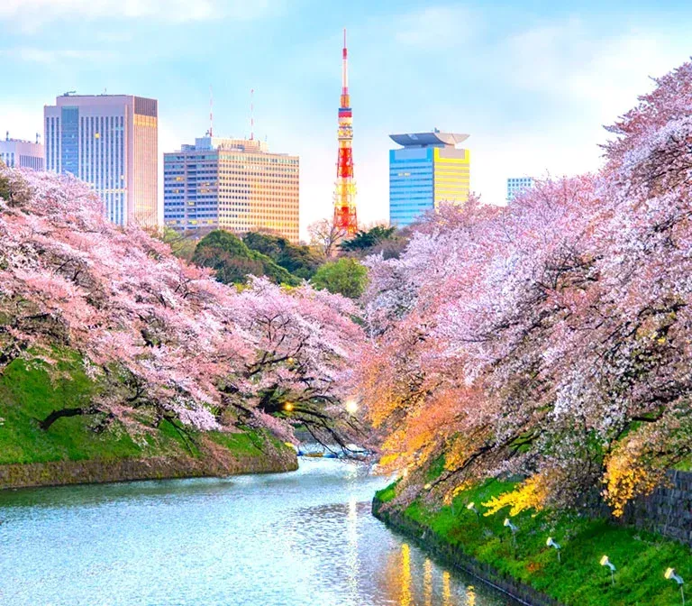 tokyo-sakura