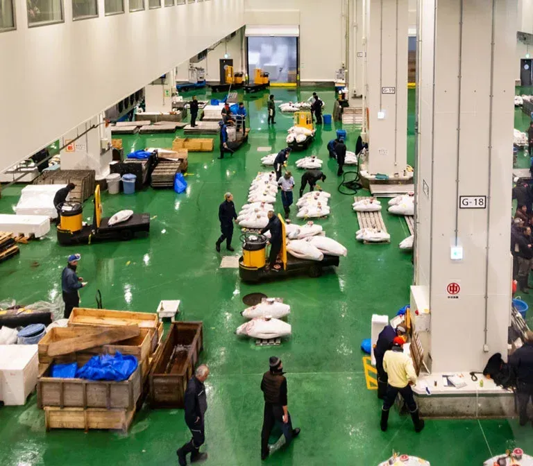 toyosu-fish-market