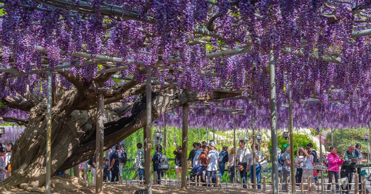 วิสทีเรีย