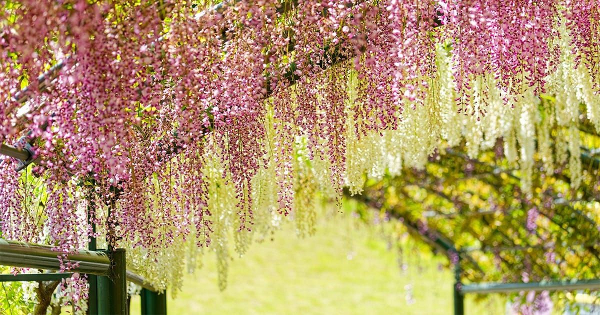 สวนฮามามัตสึ