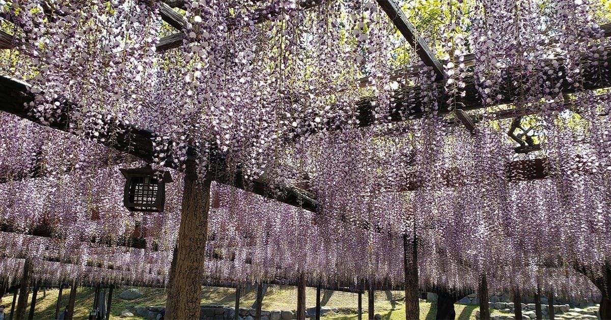 สวนเท็นโนกาวะ
