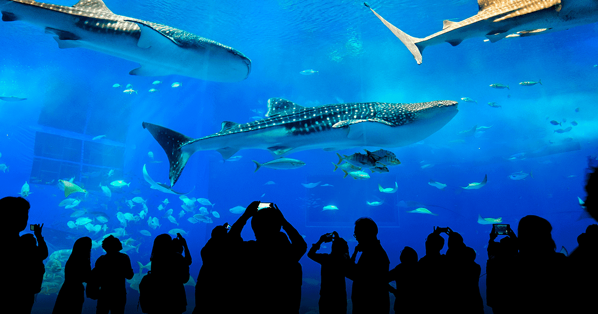 Okinawa Churaumi Aquarium
