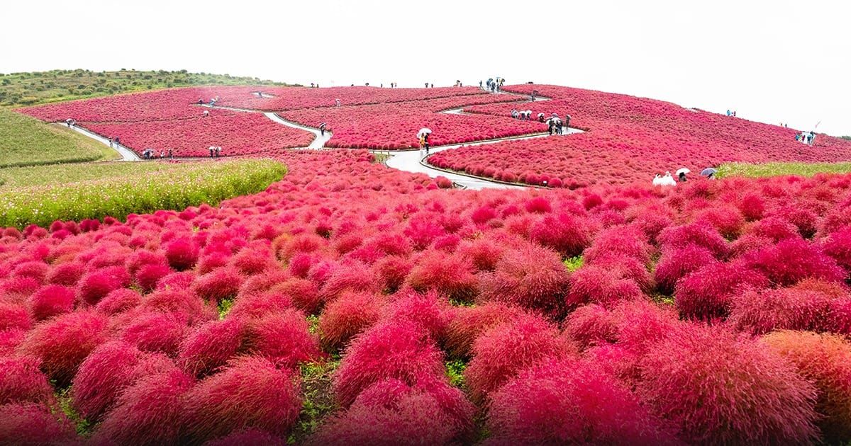 Hitachi Seaside Park