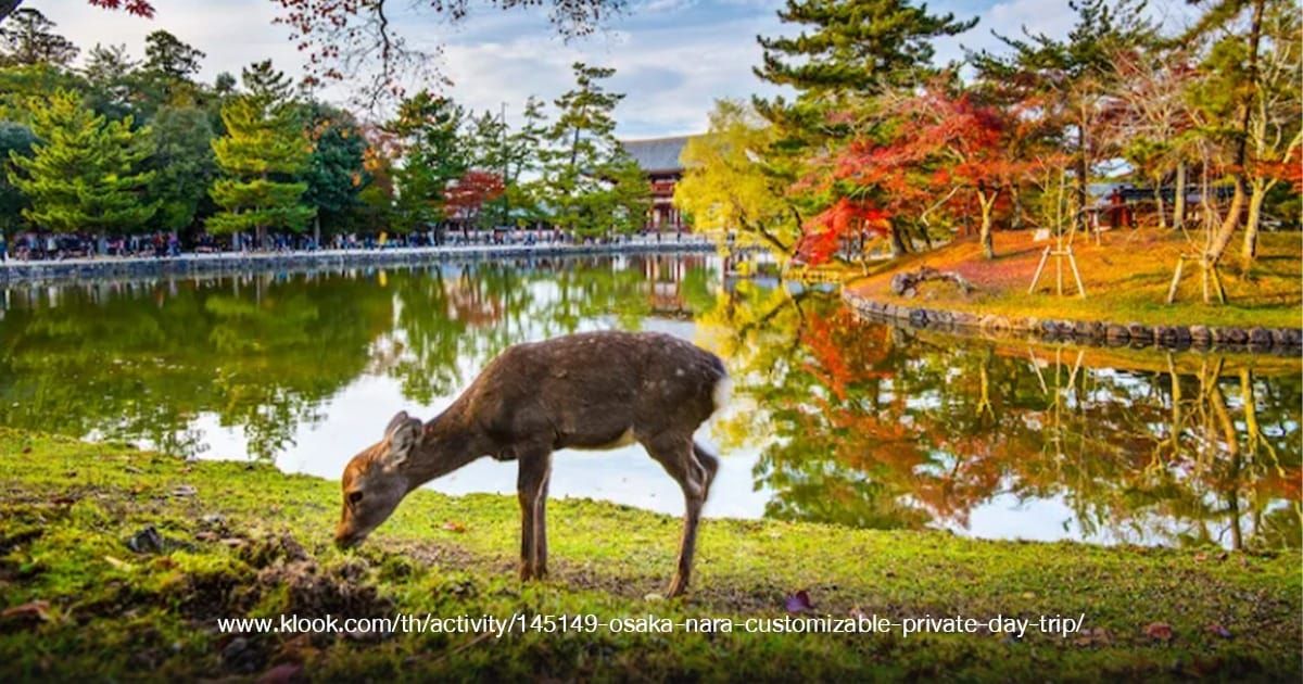 Nara Park