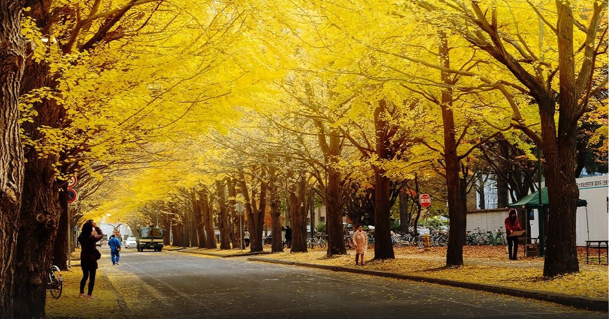 Hokkaido University Gingko Avenue