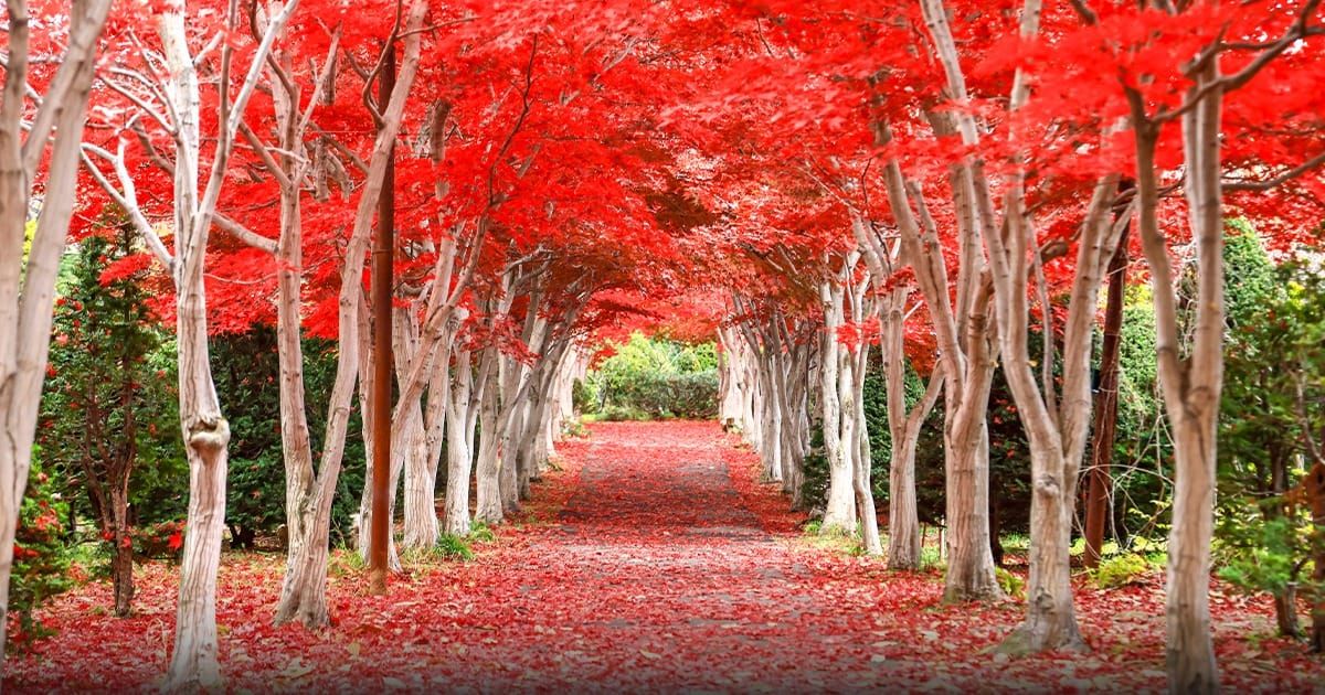 Hiraoka Park