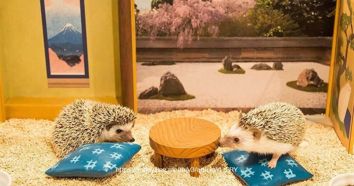 Chiku Chiku Cafe