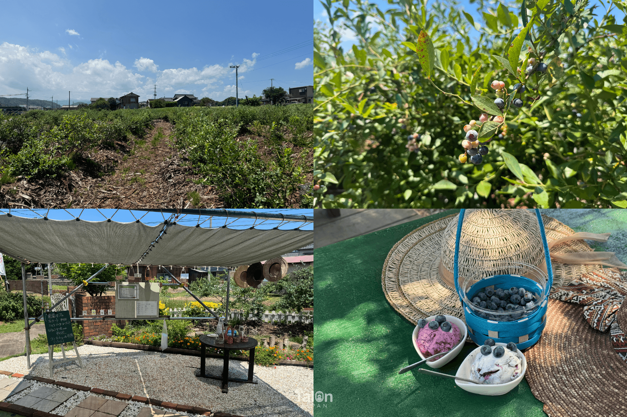 Berry Garden Konomi