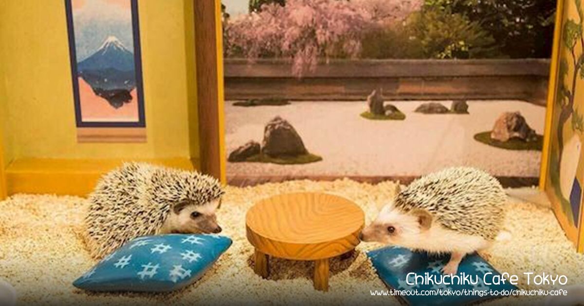 คาเฟ่สัตว์ โตเกียว