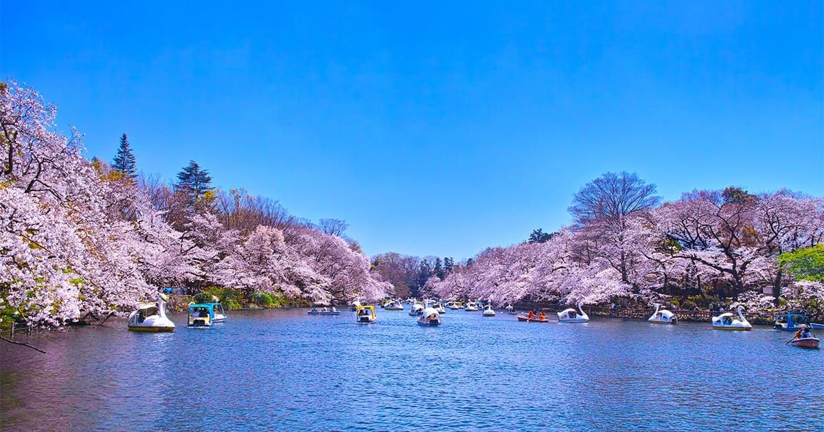 สวนอินอกาชิระ