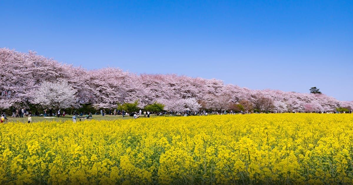 Aso