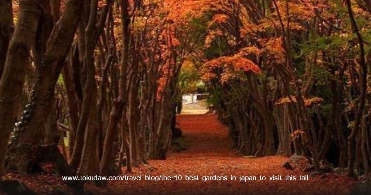 Kawachi Wisteria Garden