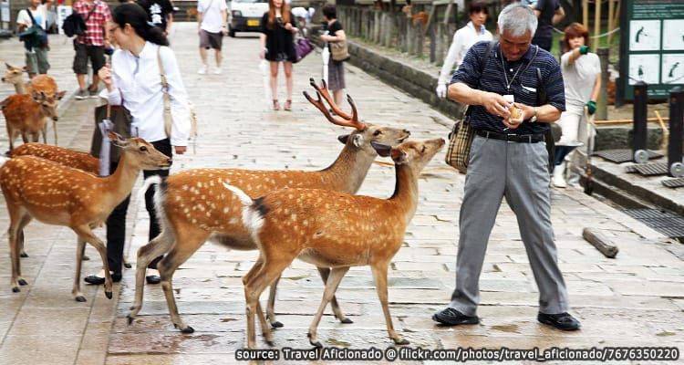 สวนกวางนารา-Nara-Park1