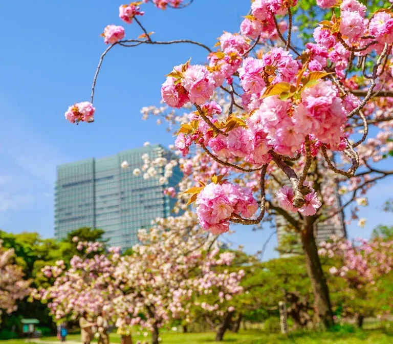 hama-rikyu