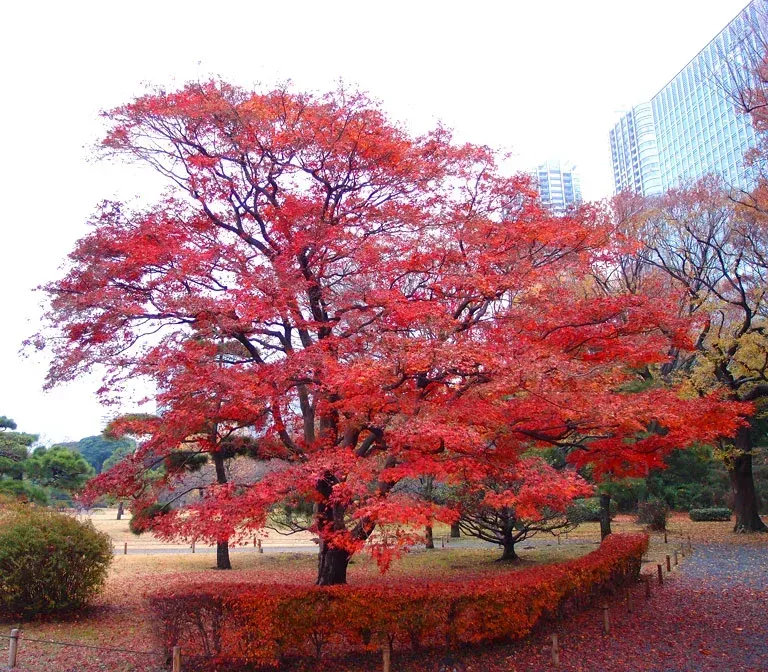 Hama Rikyu