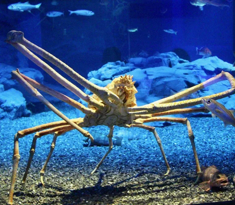 osaka-aquarium