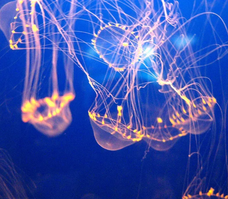 osaka-aquarium